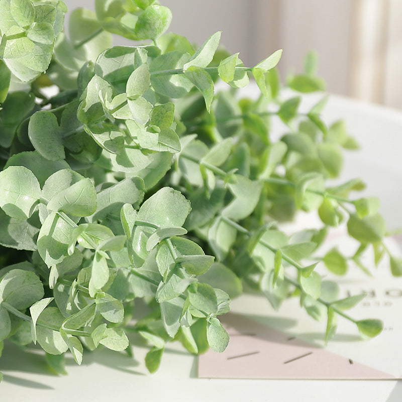 Eucalyptus Money Leaf