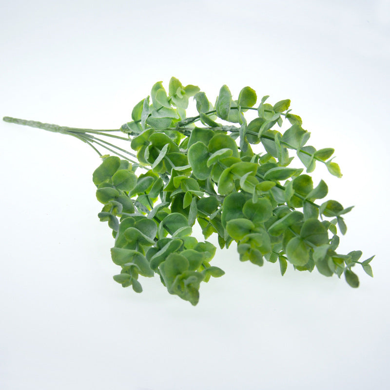 Eucalyptus Money Leaf