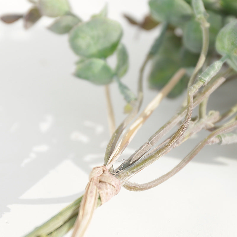Eucalyptus Money Leaf