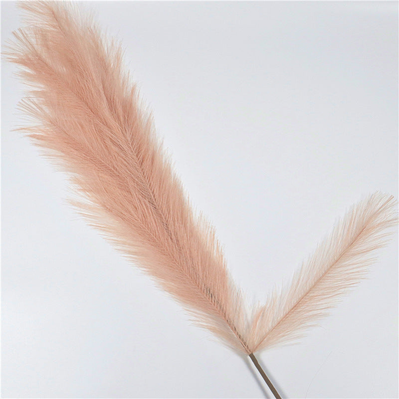 Reed Pampas Grass