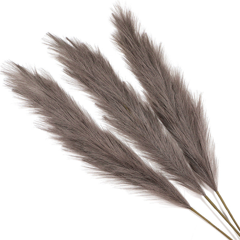 Reed Pampas Grass