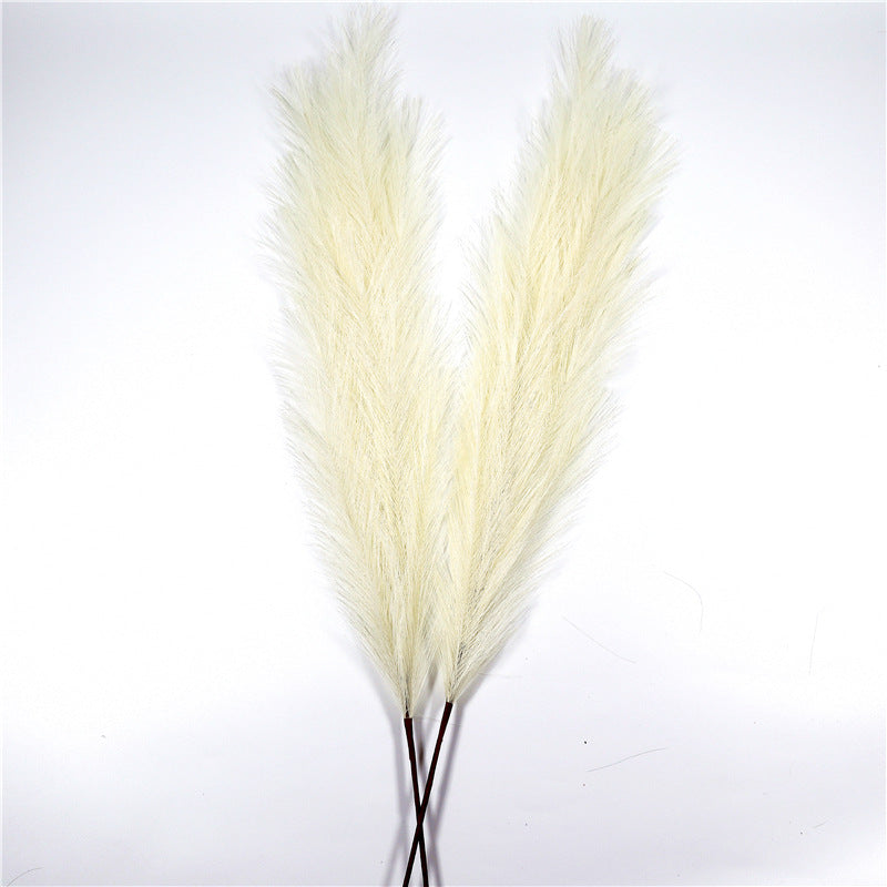 Reed Pampas Grass