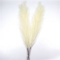 Reed Pampas Grass
