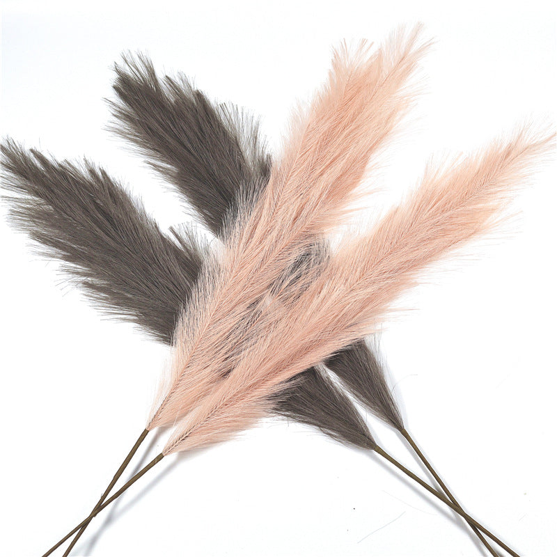Reed Pampas Grass