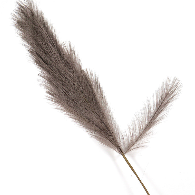 Reed Pampas Grass